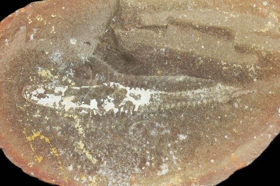 Didontogaster Fossil Worm (Pos/Neg) - Mazon Creek #101464